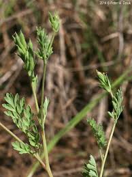 Attēlu rezultāti vaicājumam “Claustria didermoides stalked”