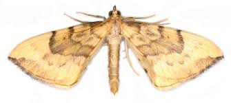 Attēlu rezultāti vaicājumam “Eulithis pyraliata”