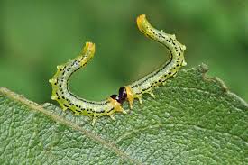 Attēlu rezultāti vaicājumam “Euura brevicornis”