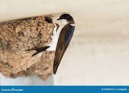 Attēlu rezultāti vaicājumam “Delichon urbicum nest”