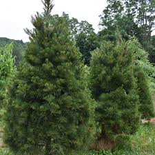 Attēlu rezultāti vaicājumam “Pinus strobus”