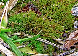 Attēlu rezultāti vaicājumam “Didymodon rigidulus”