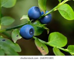 Attēlu rezultāti vaicājumam “Vaccinium myrtillus fruit”