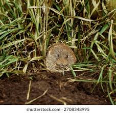 Attēlu rezultāti vaicājumam “Microtus agrestis”