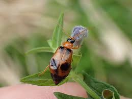 Attēlu rezultāti vaicājumam “Phyllobrotica quadrimaculata”
