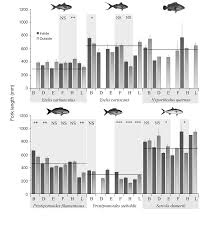 Image result for Hyporthodus quernus