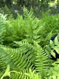 Attēlu rezultāti vaicājumam “Athyrium filix-femina”