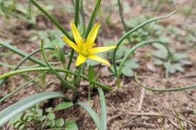 Attēlu rezultāti vaicājumam “Gagea pratensis”