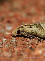 Attēlu rezultāti vaicājumam “Notocelia uddmanniana”