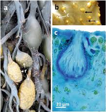 Attēlu rezultāti vaicājumam “Plectocarpon lichenum”