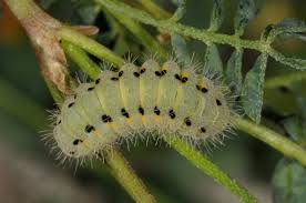 Attēlu rezultāti vaicājumam “Zygaena lonicerae larva”
