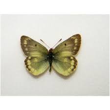 Attēlu rezultāti vaicājumam “Eumedonia eumedon underside”