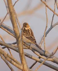 Image result for Emberiza pallasi