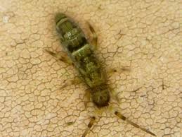 Attēlu rezultāti vaicājumam “Orchesella sp.”