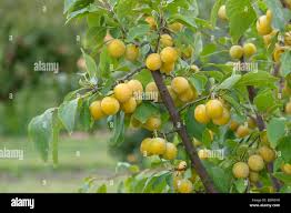 Attēlu rezultāti vaicājumam “Prunus domestica subsp. insitita fruit”