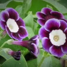 Attēlu rezultāti vaicājumam “Primula veris var. rubra flower”