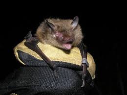Attēlu rezultāti vaicājumam “Myotis brandtii”