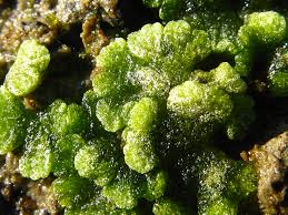 Attēlu rezultāti vaicājumam “Riccia cavernosa”