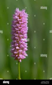 Attēlu rezultāti vaicājumam “Bistorta major”