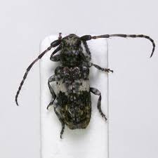 Attēlu rezultāti vaicājumam “Pogonocherus hispidulus”