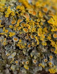 Attēlu rezultāti vaicājumam “Xanthoria parietina”