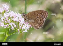 Attēlu rezultāti vaicājumam “Aphantopus hyperantus underside”