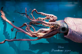 Image result for Dosidicus gigas