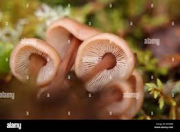 Attēlu rezultāti vaicājumam “Collybia acervata”