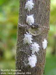 Attēlu rezultāti vaicājumam “Sternorrhyncha”