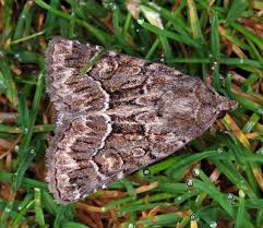 Attēlu rezultāti vaicājumam “Thalpophila matura”