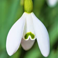 Attēlu rezultāti vaicājumam “Galanthus nivalis bud”
