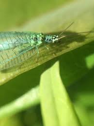 Attēlu rezultāti vaicājumam “Chrysopa”