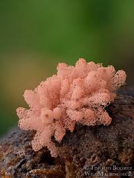 Attēlu rezultāti vaicājumam “Arcyria affinis macro”