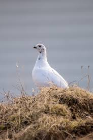 Attēlu rezultāti vaicājumam “Lagopus lagopus female”