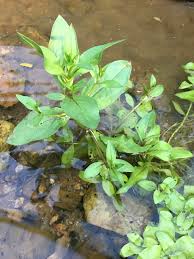 Attēlu rezultāti vaicājumam “Veronica anagallis-aquatica leaf”