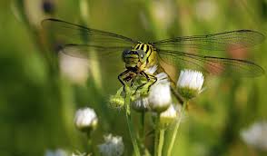 Attēlu rezultāti vaicājumam “Gomphus flavipes”