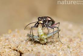 Attēlu rezultāti vaicājumam “Cicindela hybrida”