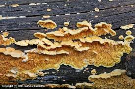 Attēlu rezultāti vaicājumam “Pseudomerulius aureus”