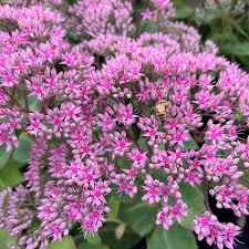 Attēlu rezultāti vaicājumam “Sedum pallidum flower”