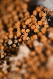 Attēlu rezultāti vaicājumam “Comatricha pulchella macro”