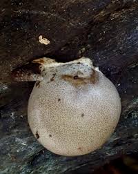 Attēlu rezultāti vaicājumam “Lycogala cf. fossiculatum macro”