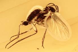 Attēlu rezultāti vaicājumam “Mycetophilidae”