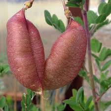 Image result for Colutea arborescens