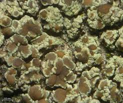 Attēlu rezultāti vaicājumam “Lecanora albella”