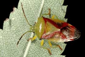 Attēlu rezultāti vaicājumam “Elasmostethus interstinctus nymph”