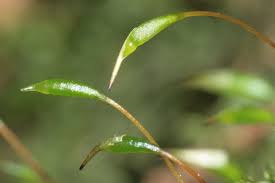 Attēlu rezultāti vaicājumam “Plagiothecium nemorale”