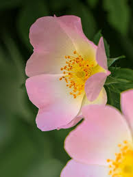 Image result for Rosa canina