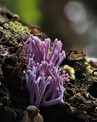 Attēlu rezultāti vaicājumam “Ramariopsis pulchella”