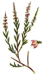 Attēlu rezultāti vaicājumam “Calluna vulgaris leaf”