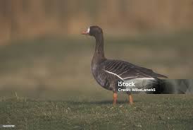 Attēlu rezultāti vaicājumam “Anser albifrons”